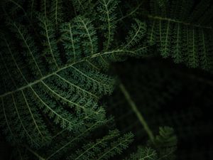 Preview wallpaper fern, plant, leaves, macro, green