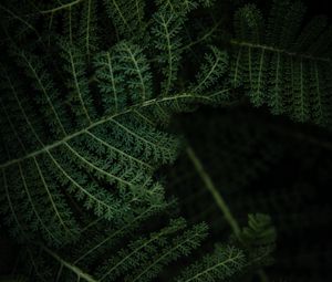 Preview wallpaper fern, plant, leaves, macro, green