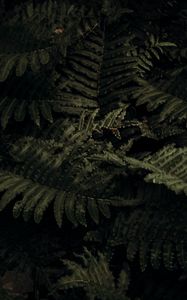 Preview wallpaper fern, plant, leaves, closeup