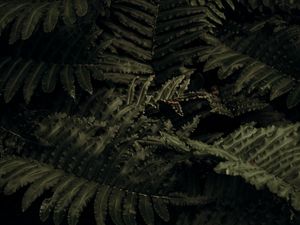 Preview wallpaper fern, plant, leaves, closeup