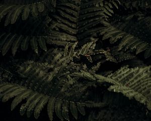 Preview wallpaper fern, plant, leaves, closeup