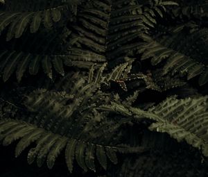 Preview wallpaper fern, plant, leaves, closeup