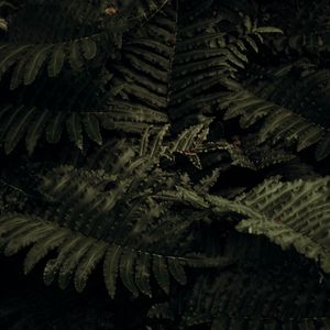 Preview wallpaper fern, plant, leaves, closeup