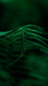 Preview wallpaper fern, plant, leaves, macro, focus, green