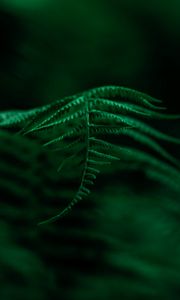 Preview wallpaper fern, plant, leaves, macro, focus, green