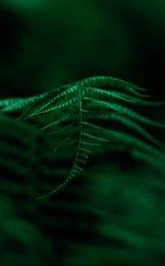 Preview wallpaper fern, plant, leaves, macro, focus, green