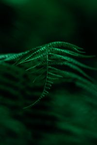 Preview wallpaper fern, plant, leaves, macro, focus, green