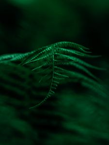 Preview wallpaper fern, plant, leaves, macro, focus, green