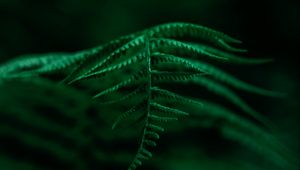 Preview wallpaper fern, plant, leaves, macro, focus, green