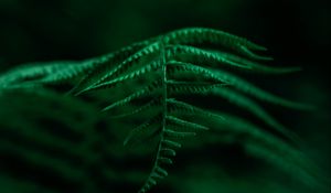 Preview wallpaper fern, plant, leaves, macro, focus, green