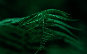 Preview wallpaper fern, plant, leaves, macro, focus, green