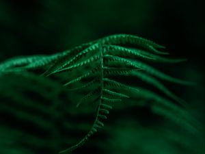 Preview wallpaper fern, plant, leaves, macro, focus, green