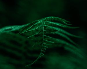 Preview wallpaper fern, plant, leaves, macro, focus, green