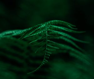 Preview wallpaper fern, plant, leaves, macro, focus, green