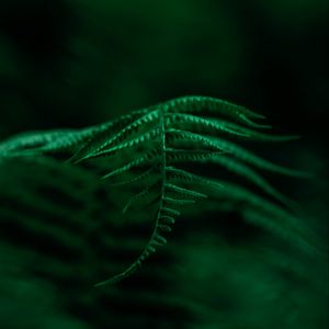 Preview wallpaper fern, plant, leaves, macro, focus, green