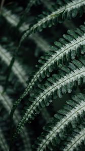 Preview wallpaper fern, plant, leaves, macro