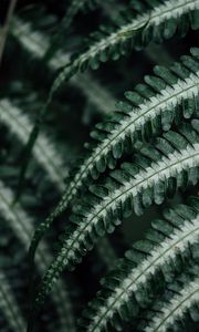 Preview wallpaper fern, plant, leaves, macro