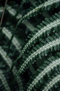 Preview wallpaper fern, plant, leaves, macro