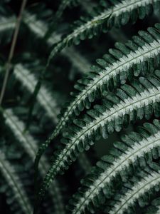Preview wallpaper fern, plant, leaves, macro