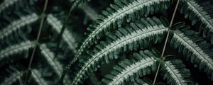 Preview wallpaper fern, plant, leaves, macro