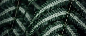 Preview wallpaper fern, plant, leaves, macro