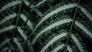 Preview wallpaper fern, plant, leaves, macro