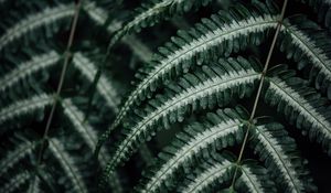 Preview wallpaper fern, plant, leaves, macro