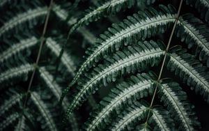 Preview wallpaper fern, plant, leaves, macro