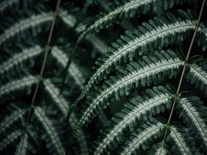 Preview wallpaper fern, plant, leaves, macro