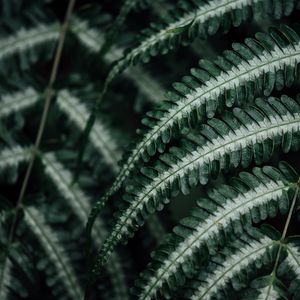 Preview wallpaper fern, plant, leaves, macro