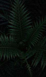 Preview wallpaper fern, plant, leaves, dark, green