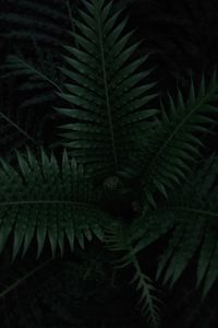 Preview wallpaper fern, plant, leaves, dark, green