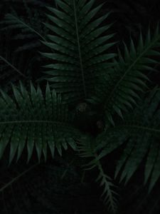 Preview wallpaper fern, plant, leaves, dark, green