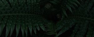 Preview wallpaper fern, plant, leaves, dark, green