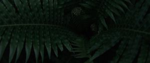 Preview wallpaper fern, plant, leaves, dark, green