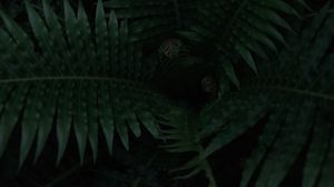 Preview wallpaper fern, plant, leaves, dark, green