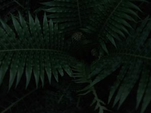 Preview wallpaper fern, plant, leaves, dark, green
