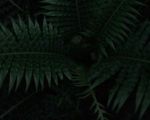 Preview wallpaper fern, plant, leaves, dark, green