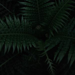 Preview wallpaper fern, plant, leaves, dark, green