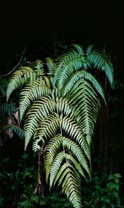 Preview wallpaper fern, plant, leaves, green, macro, nature