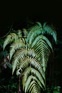 Preview wallpaper fern, plant, leaves, green, macro, nature