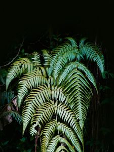 Preview wallpaper fern, plant, leaves, green, macro, nature