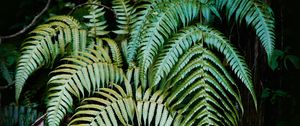 Preview wallpaper fern, plant, leaves, green, macro, nature