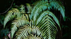 Preview wallpaper fern, plant, leaves, green, macro, nature