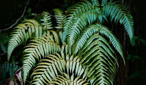 Preview wallpaper fern, plant, leaves, green, macro, nature