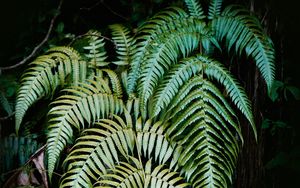 Preview wallpaper fern, plant, leaves, green, macro, nature