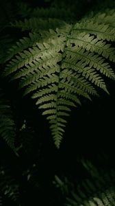 Preview wallpaper fern, plant, leaves, green, macro, dark