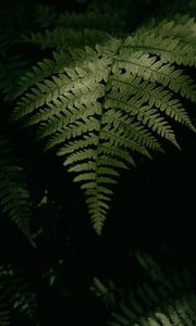 Preview wallpaper fern, plant, leaves, green, macro, dark