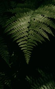 Preview wallpaper fern, plant, leaves, green, macro, dark