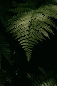 Preview wallpaper fern, plant, leaves, green, macro, dark